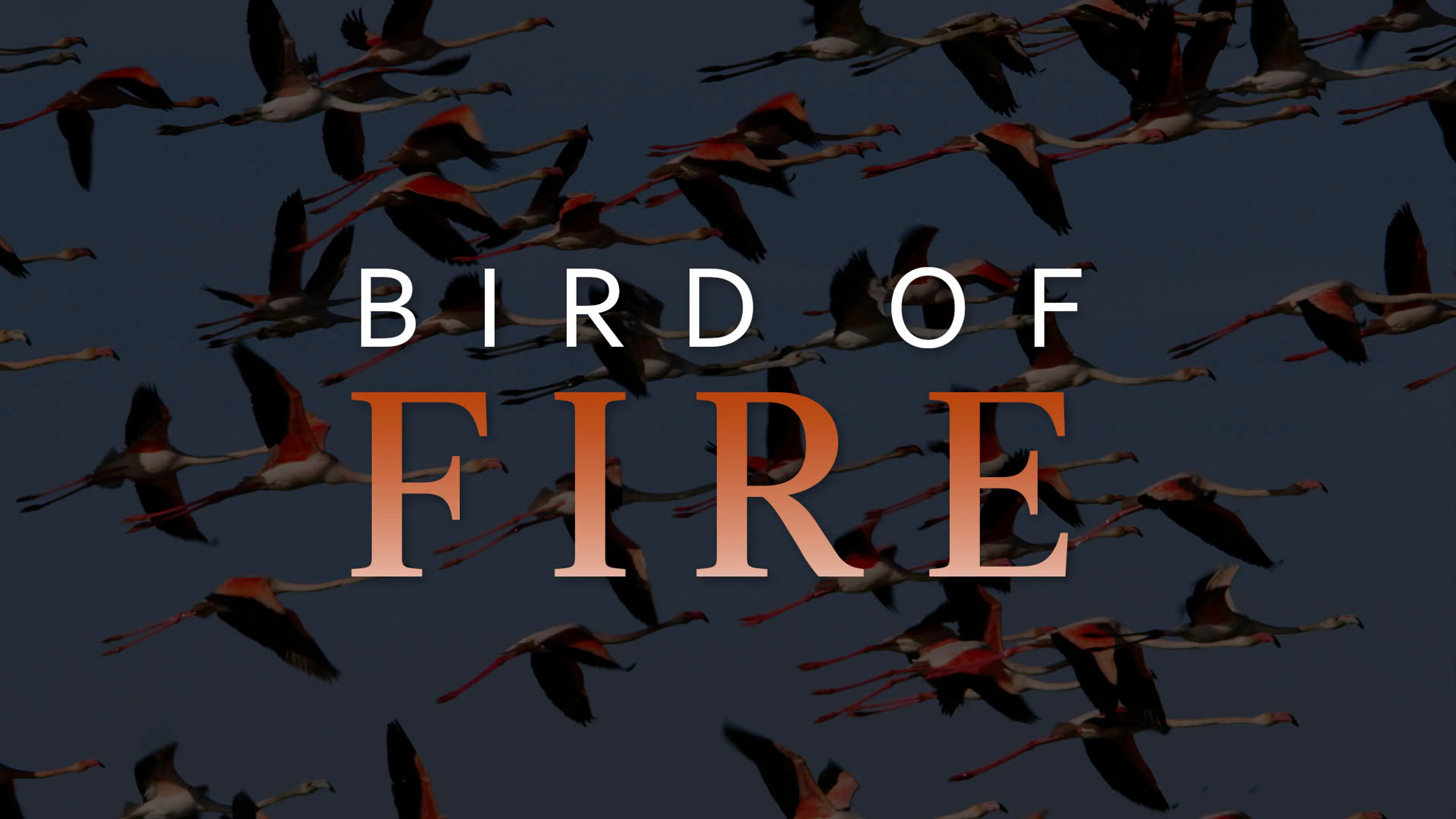 Bird of Fire poster